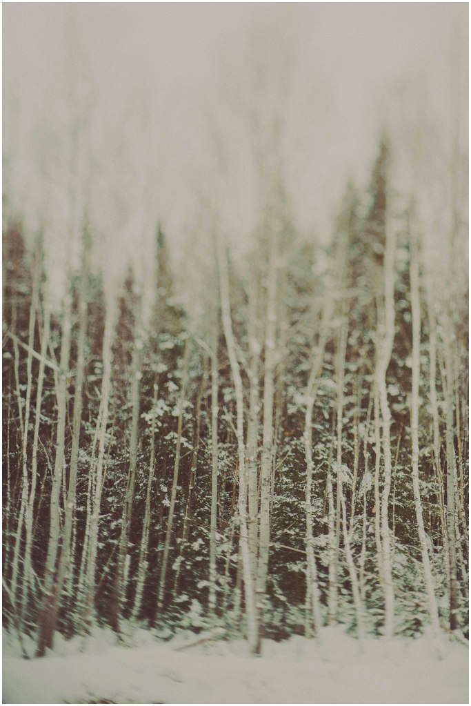 winter woods